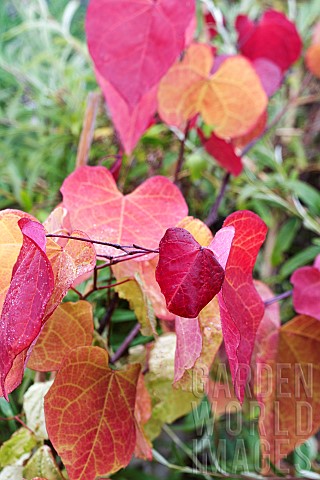 CERCIS_CANADENSIS_ETERNAL_FLAME