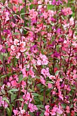 CLARKIA FAREWELL TO SPRING