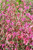 CLARKIA FAREWELL TO SPRING
