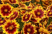 COREOPSIS UPTICK GOLD & BRONZE