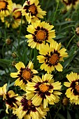 COREOPSIS UPTICK YELLOW & RED