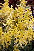 CORYDALIS CANARY FEATHERS