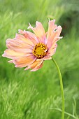 COSMOS APRICOTA