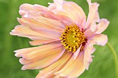 COSMOS APRICOTA