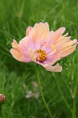 COSMOS APRICOTA