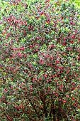 CRINODENDRON HOOKERIANUM