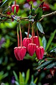 CRINODENDRON HOOKERIANUM