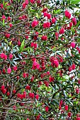 CRINODENDRON HOOKERIANUM