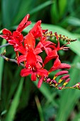 CROCOSMIA LUCIFER