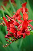 CROCOSMIA LUCIFER