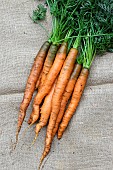 DAUCUS CAROTA NAPOLI