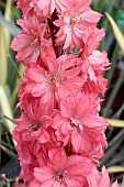 DELPHINIUM RED LARK