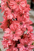 DELPHINIUM RED LARK