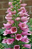 DIGITALIS ILLUMINATION FLAMENCO,