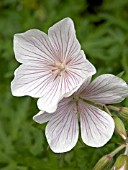 GERANIUM CLARKEI KASHMIR WHITE