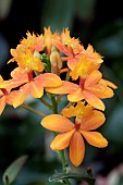 EPIDENDRUM ORANGE BALLERINA