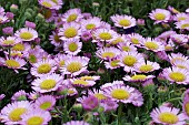 ERIGERON GLAUCUS SEA BREEZE