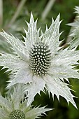 ERYNGIUM MISS WILMOTTS GHOST