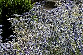 ERYNGIUM BOURGATTI`