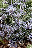 ERYNGIUM BOURGATTI`