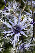 ERYNGIUM BOURGATTI