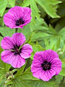 GERANIUM PSILOSTEMON