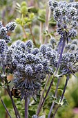 ERYNGIUM PLANUM MAGICAL PURPLE FALLS (KOLMAPUFA)