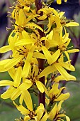 LIGULARIA THE ROCKET