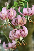 LILIUM MARTAGON