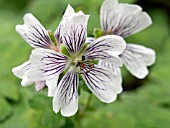 GERANIUM RENARDII