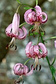 LILIUM MARTAGON