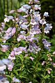 PENSTEMON STAPLEFORD GEM