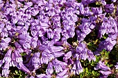 PENSTEMON DAVIDSONII VAR MEINZIESII