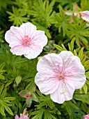 GERANIUM SANGUINEUM STRIATUM (LANCASTRIENSE)