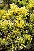 PINUS MUGO KARSTENS WINTERGOLD