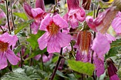 REHMANNIA WALBERTONS MAGIC DREAM (WALREMADRA)