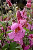 REHMANNIA WALBERTONS MAGIC DREAM (WALREMADRA)