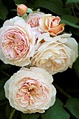 ROSA SHROPSHIRE LAD