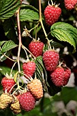 RUBUS IDAEUS TULAMEEN PEARL