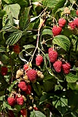 RUBUS IDAEUS TULAMEEN PEARL