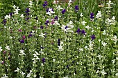 SALVIA VIRIDIS MIXED