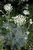 SESELI GUMMIFERUM