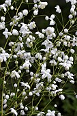 THALICTRUM SPLENDIDE WHITE (FR21034)