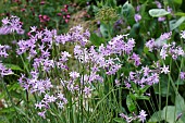 TULBAGHIA VIOLACEA