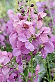 VERBASCUM SUGAR PLUM