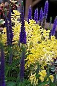 VERONICA NEMOROSA BLUE BOUQUET & CORYDALIS CANARY FEATHERS