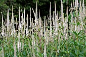 VERONICASTRUM VIRGINICUM ROSEUM PINK GLOW