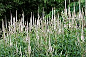 VERONICASTRUM VIRGINICUM ROSEUM PINK GLOW