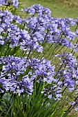 AGAPANTHUS DAWN STAR