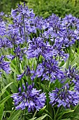 AGAPANTHUS NORTHERN STAR